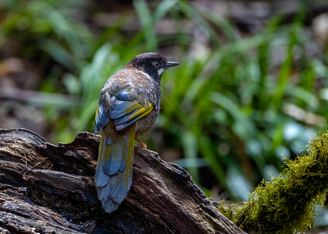 ដំណើរដ៏លំបាកនៃការបរបាញ់សត្វស្លាបដ៏កម្រនៅលើកំពូលភ្នំ Fansipan - រូបថត 18 ។