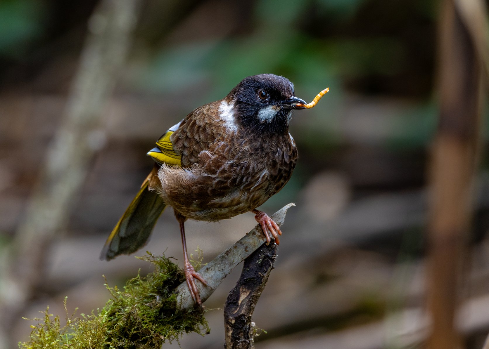 ដំណើរដ៏លំបាកនៃការបរបាញ់សត្វស្លាបដ៏កម្រនៅលើកំពូលភ្នំ Fansipan - រូបថត 19 ។