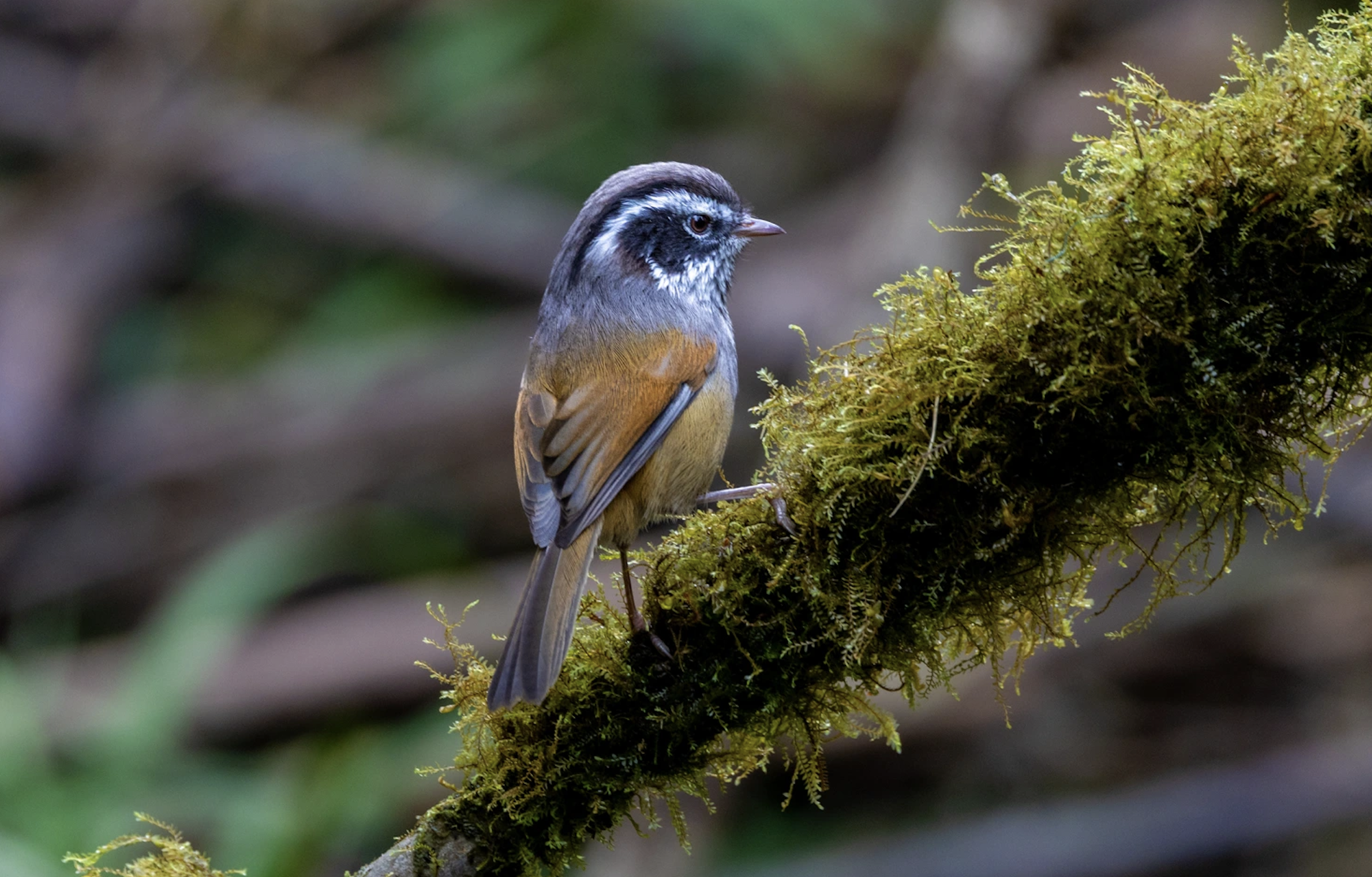 Hành trình gian nan săn chim quý hiếm trên đỉnh Fansipan