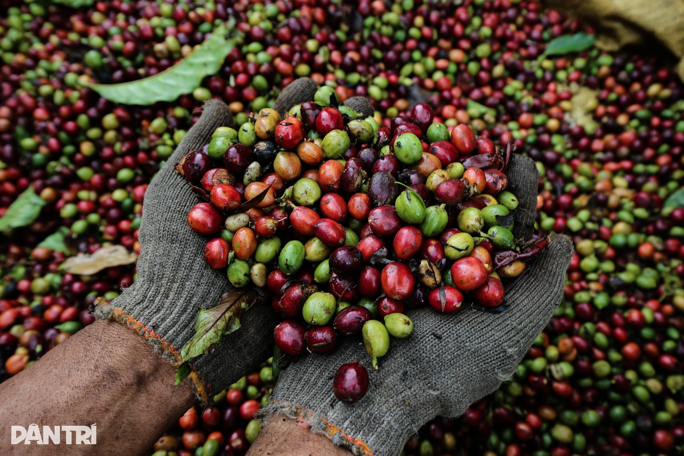 ទំនិញវៀតណាមទៅកាន់អាមេរិកលើសពី 126 ពាន់លានដុល្លារ ដែលជាកម្រិតខ្ពស់បំផុតក្នុងប្រវត្តិសាស្ត្រ - 1763919082757.webp