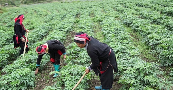 Cao Bằng: Giảm nghèo từ vườn dược liệu