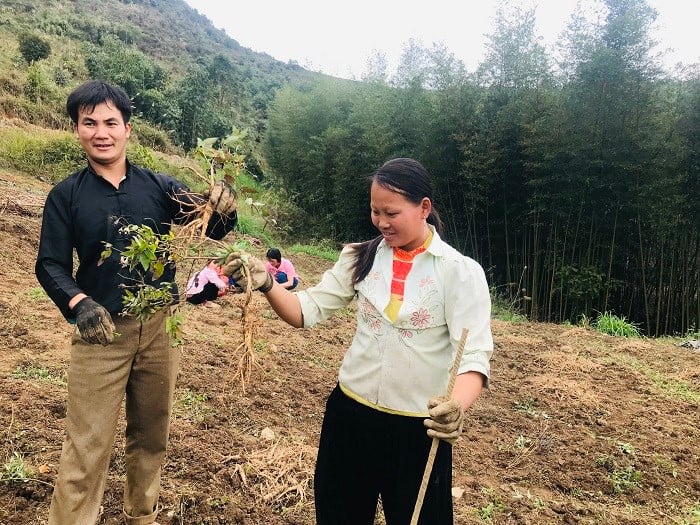 Cao Bằng: Giảm nghèo từ vườn dược liệu- Ảnh 1.