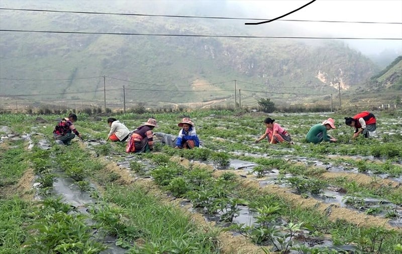 Cao Bằng: Giảm nghèo từ vườn dược liệu- Ảnh 2.
