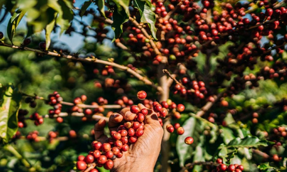 Giá nông sản ngày 24/11/2025: Cà phê và hồ tiêu cùng đi ngang