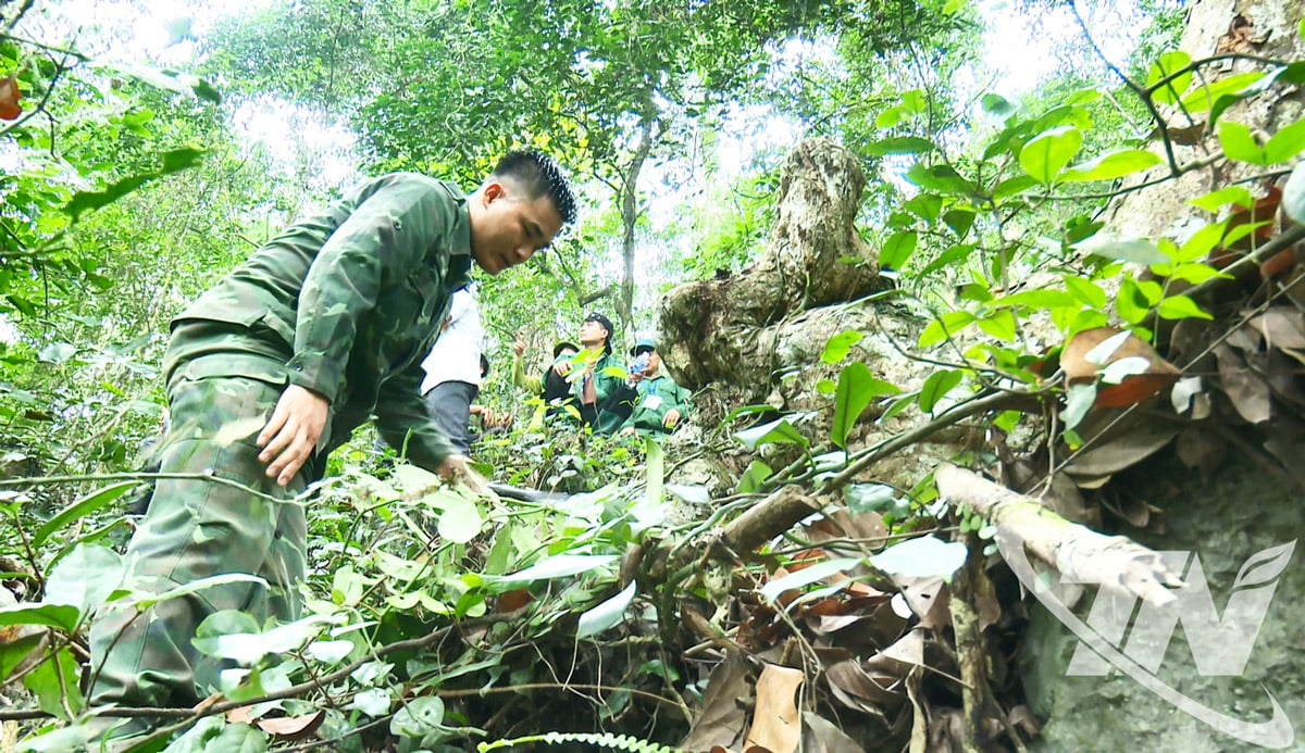 Boswachters en inwoners van de gemeente Vinh Thong patrouilleren om de bossen in het Kim Hy-natuurreservaat te beschermen.
