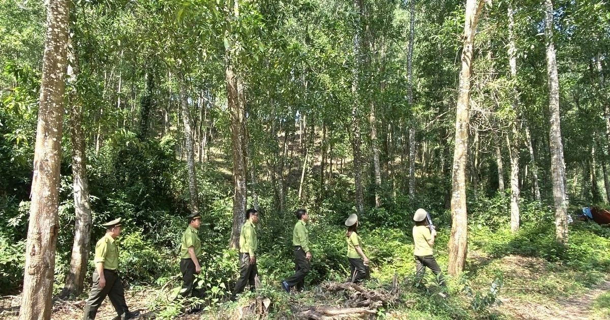 Phát huy sức mạnh cộng đồng trong quản lý, bảo vệ rừng