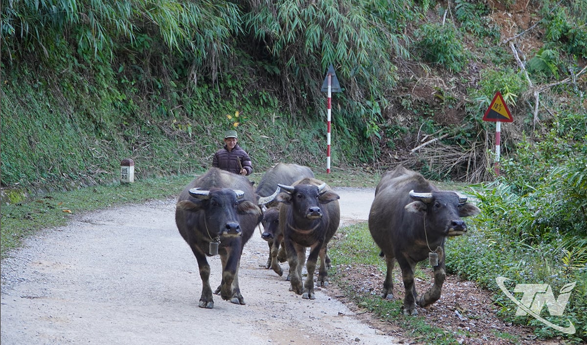 Chủ động phòng, chống rét cho đàn trâu, bò