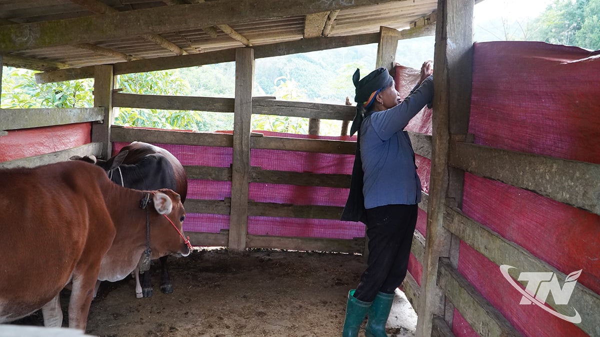משפחתה של גברת טריאו ת'י קוואן, בכפר קוווי נא (קומונה שואן דואנג), חיזקה את האסם וכיסתה אותו ביריעת ברזנט כדי לשמור על חום הפרות בימים הקרים.