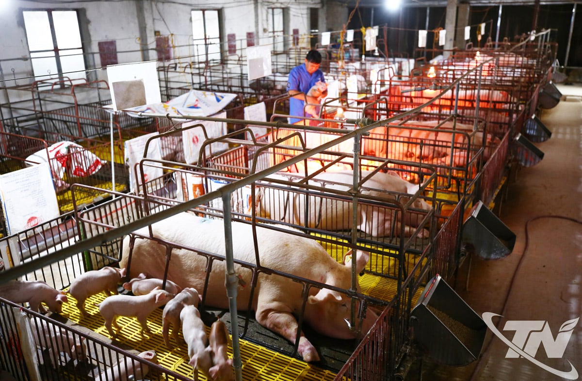 ຟາມລ້ຽງໝູຢູ່ແຂວງ ໄຕຫງວຽນ ພວມຕັ້ງໜ້າກະກຽມລ້ຽງໝູເພື່ອຮັບໃຊ້ຄວາມຕ້ອງການຟື້ນຟູຝູງງົວຂອງປະຊາຊົນ.