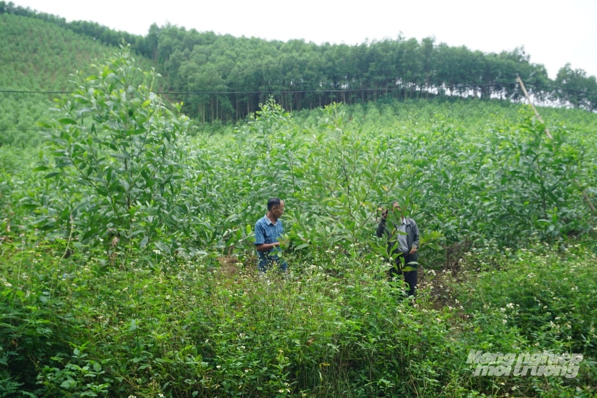 Dự án trồng keo lai mô do Trung tâm Khuyến nông tỉnh Thanh Hóa hỗ trợ đang góp phần giúp người dân ổn định thu nhập. Ảnh: Quốc Toản.