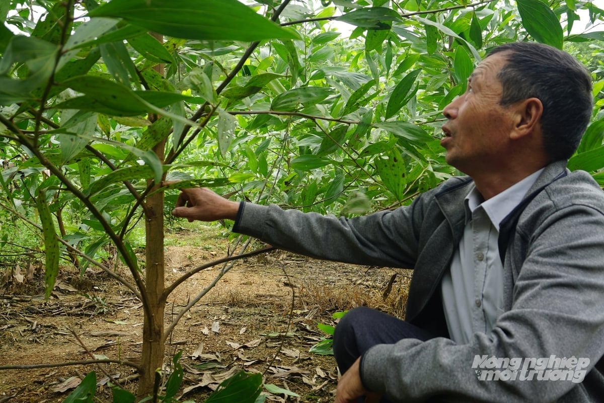 Keo lai mô của gia đình ông Đình phát triển tốt, kỳ vọng cho sản lượng cao. Ảnh: Quốc Toản.