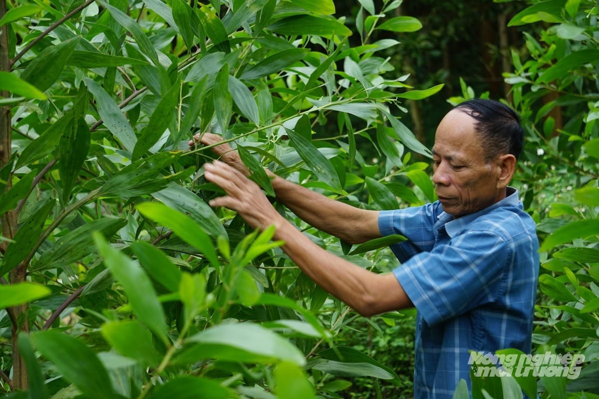 Ông Trịnh Tuấn Phê kiểm tra sự phát triển của vườn keo lai mô dự án. Ảnh: Quốc Toản.