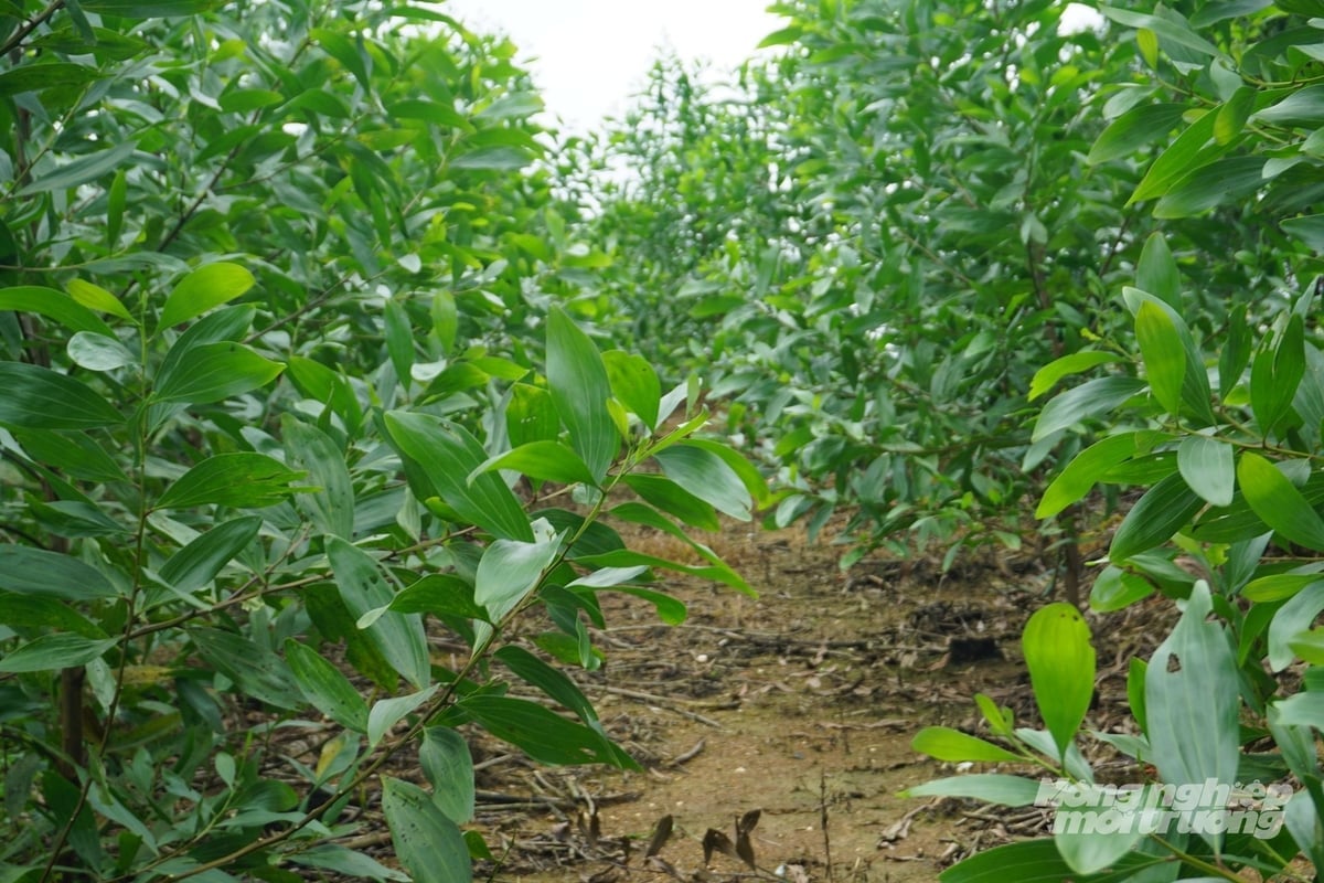 Keo lai mô dự án có khả năng chống chịu sâu bệnh tốt. Ảnh: Quốc Toản.