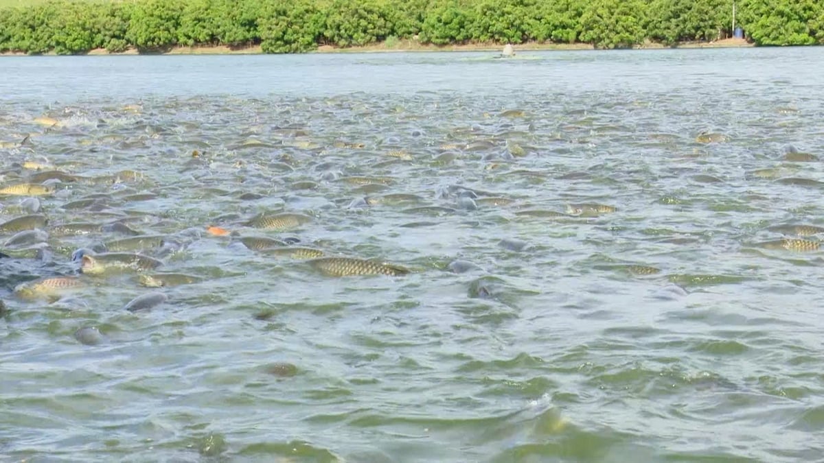 Thành phố có tiềm năng phát triển nuôi trồng thủy sản lớn (30.840 ha mặt nước).