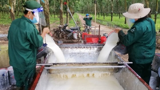 Giá cao su hôm nay 24/11/2025: Tăng nhẹ ngay đầu tuần mới