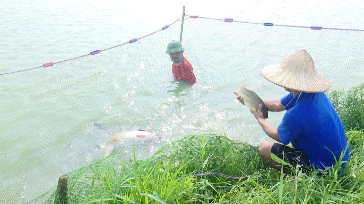 Nhiều vùng nuôi thủy sản năng suất cao trở thành những mô hình tiêu biểu.