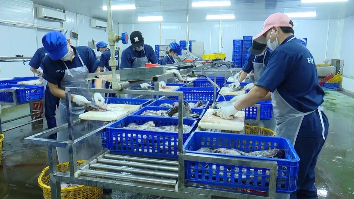 TP Hà Nội có 52 cơ sở sản xuất thủy sản. 