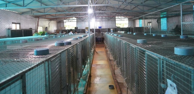 Thu tiền tỉ mỗi năm từ mô hình nuôi cầy hương