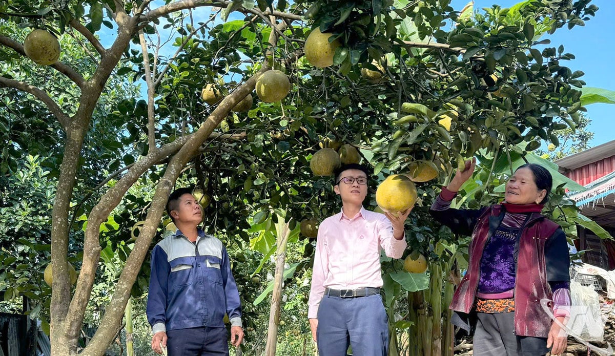 Gia đình anh Trần Văn Thiện, ở xóm Na Tranh (xã Nam Hòa) có gần 700 cây bưởi, trong đó khoảng 300 cây sẽ cho thu hoạch dịp giáp Tết.