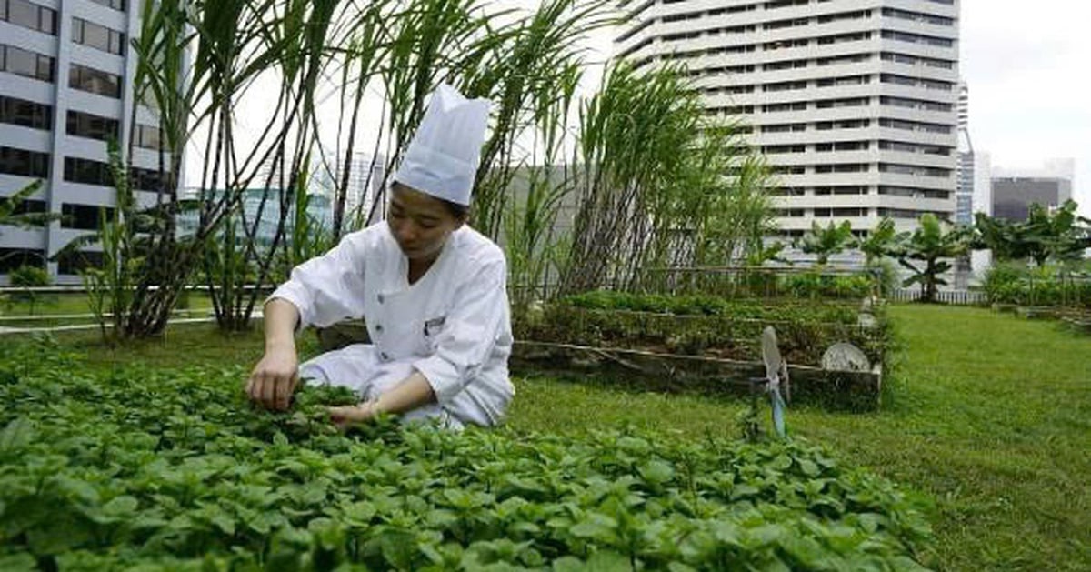 Rau xanh tăng giá ngày mưa lũ, đã đến lúc nghĩ tới nông nghiệp đô thị