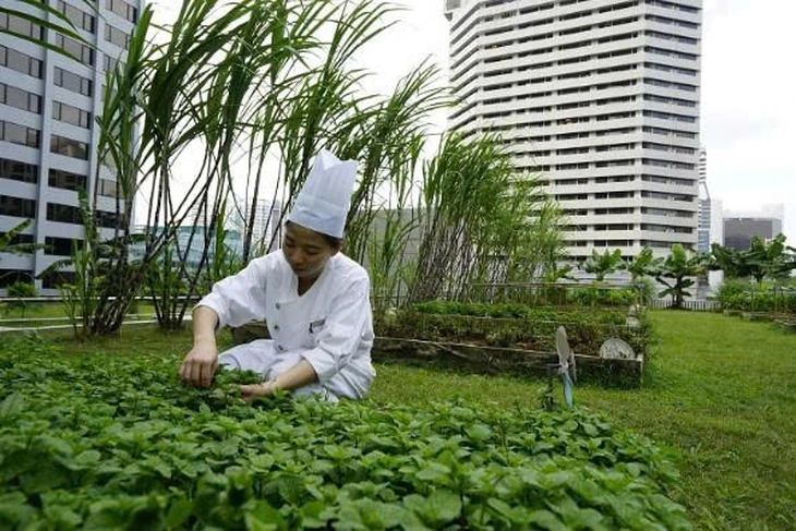 urban farming - Ảnh 2.