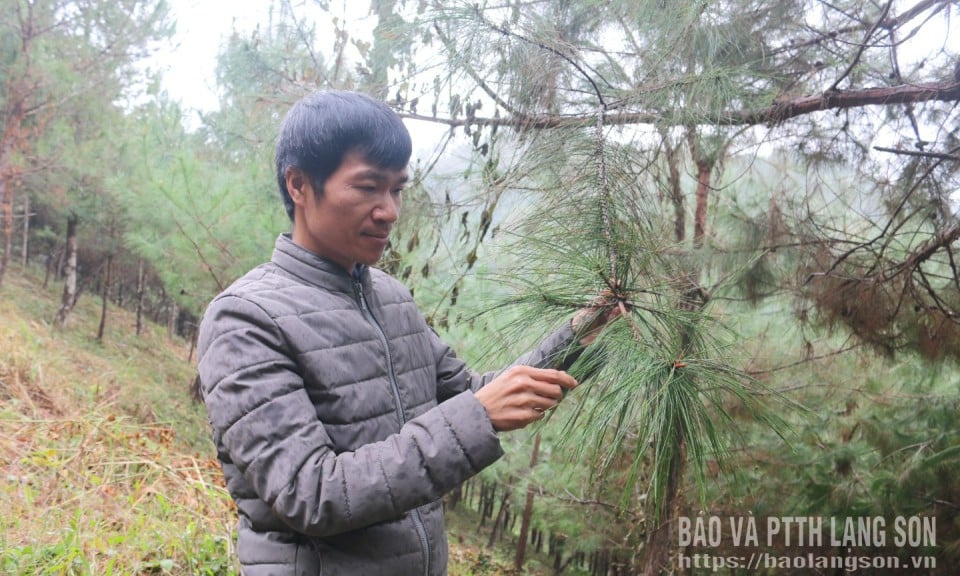 Ngừa sâu róm thông lan rộng