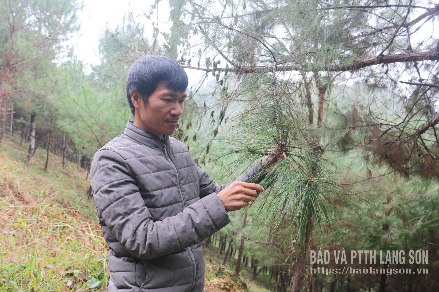 Pegawai Cawangan Perkhidmatan Pertanian Wilayah Loc Binh memeriksa keadaan ulat pada pokok pain.