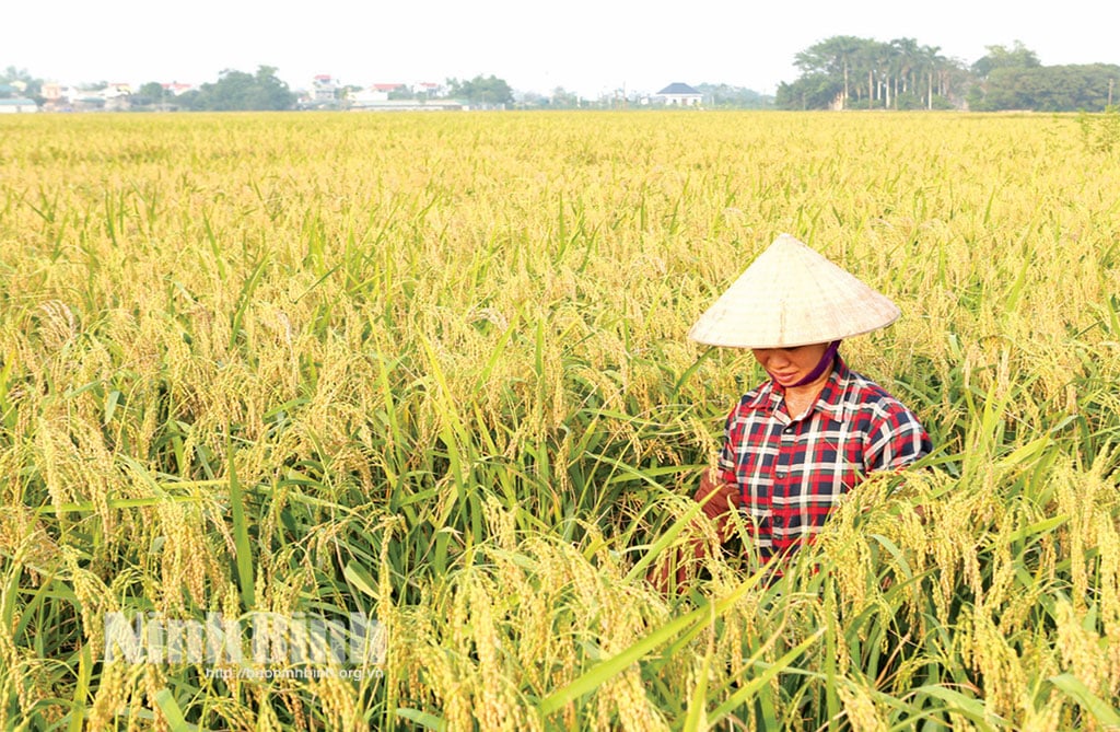 Złote, lepkie pola ryżowe mieszkańców spółdzielni An Agricultural Service Cooperative w gminie Binh My.