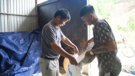 Hồi sinh ruộng nước, mở hướng mới từ cây dược liệu ở Phước Năng