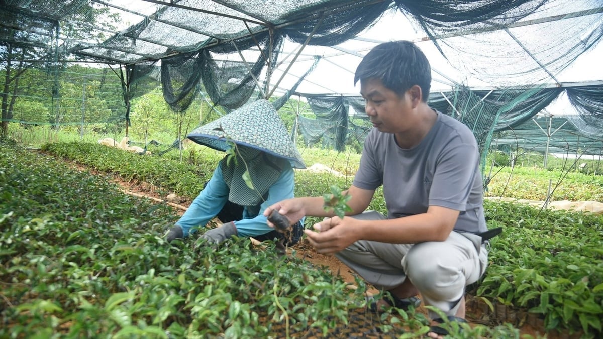 Vườn ươm cây ba kích - loại dược liệu đang mở ra hướng đi mới trong phát triển kinh tế ở vùng cao. Ảnh: Phạm Huy.