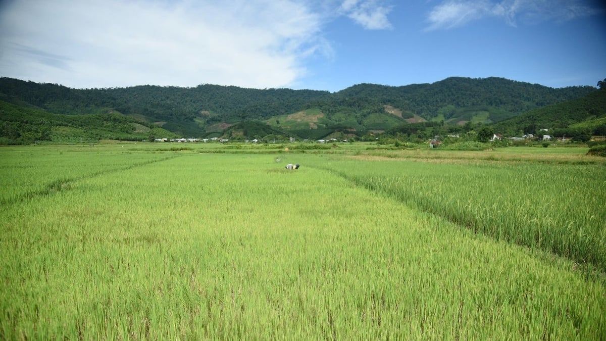 Cánh đồng lúa xanh mướt ở xã Phước Năng là minh chứng cho sự hồi sinh từ những thửa ruộng từng bị bỏ hoang. Ảnh: Phạm Huy.