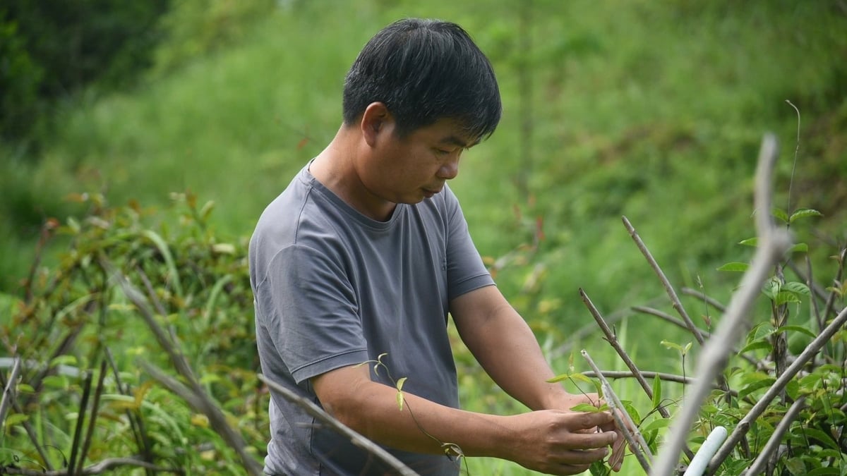 Anh Trương Hà Phương tỉ mỉ chăm sóc vườn dược liệu ba kích - cây trồng đang mang lại hy vọng đổi thay cho Phước Năng. Ảnh: Phạm Huy