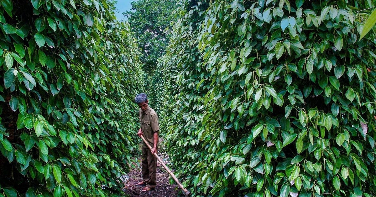 Giá tiêu trong nước ổn định, xuất khẩu vượt mốc 1,44 tỷ USD