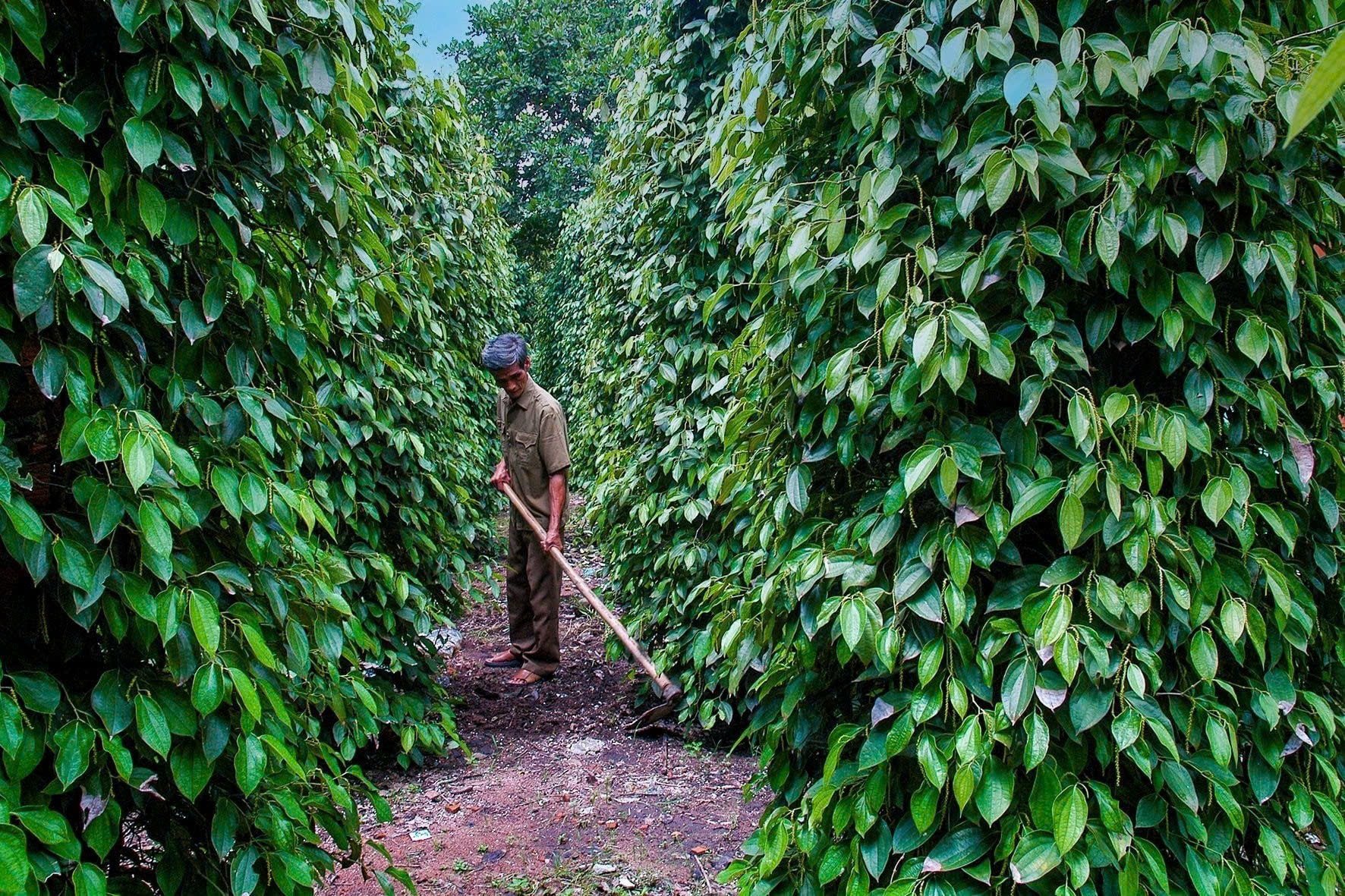 Cena pepře dnes 2411, export „černého zlata“ vytvořil nový rekord