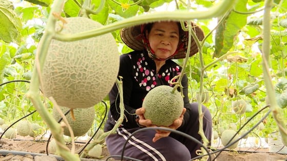 Nông nghiệp công nghệ cao hút lao động trẻ về quê lập nghiệp