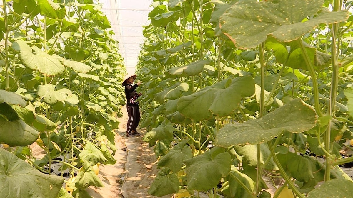 Petani menjaga tembikai di rumah hijau berteknologi tinggi di Koperasi Kim Long. Foto: Tran Phi. Nông dân chăm sóc dưa lưới trong nhà màng ứng dụng công nghệ cao tại HTX Kim Long. Ảnh: Trần Phi.