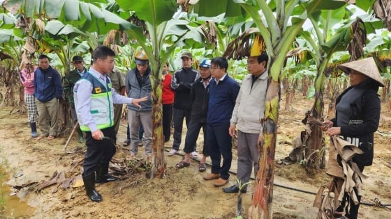 Hướng dẫn nông dân Huế khôi phục cây trồng, vật nuôi sau mưa lũ