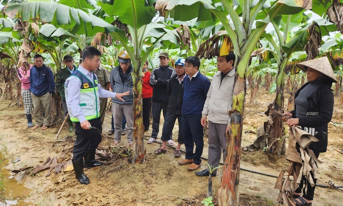 Các chuyên gia và cán bộ kỹ thuật hướng dẫn người dân phường Hương Trà (TP Huế) vệ sinh đồng ruộng và chăm sóc cây trồng sau ngập lụt. Ảnh: Văn Dinh.