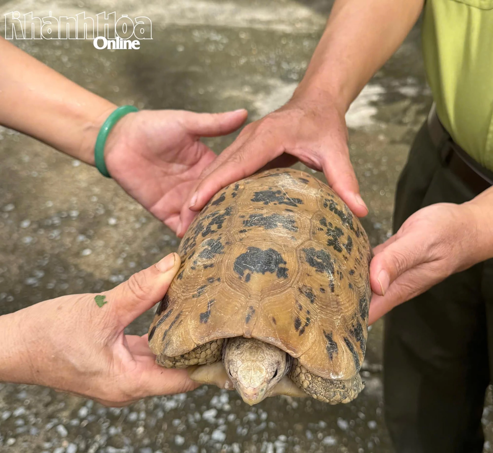 Rare golden mountain turtle