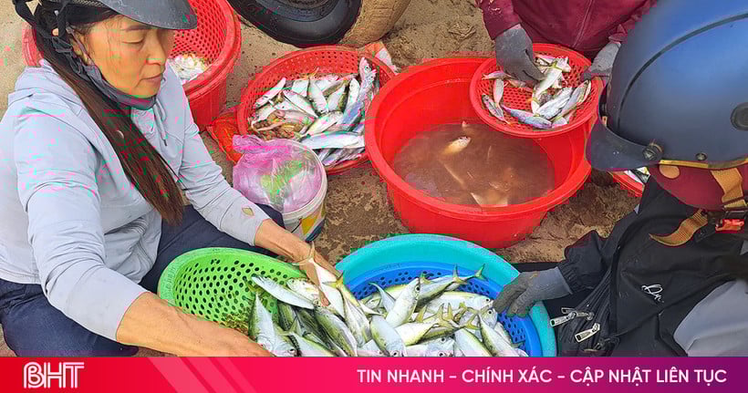 Ngư dân Hà Tĩnh trúng đậm cá bạc má cuối vụ