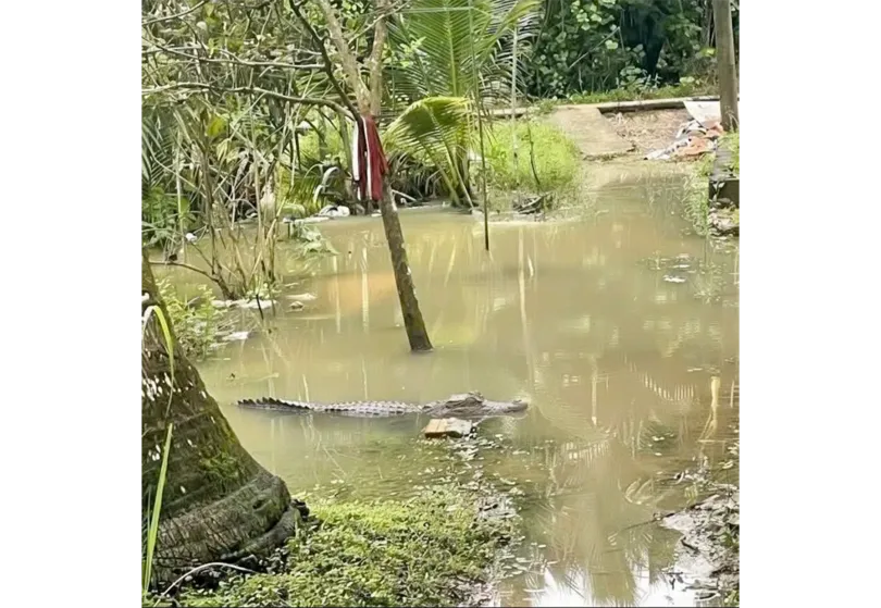 Chưa tìm thấy cá sấu nổi trên mặt kênh dẫn nước vào mương vườn