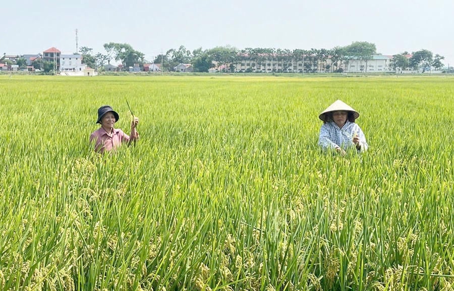 De economische efficiëntie van de productie van Japonica-rijst bedraagt ​​gemiddeld 27,3-34,0 miljoen VND/ha/oogst. (Illustratiefoto).