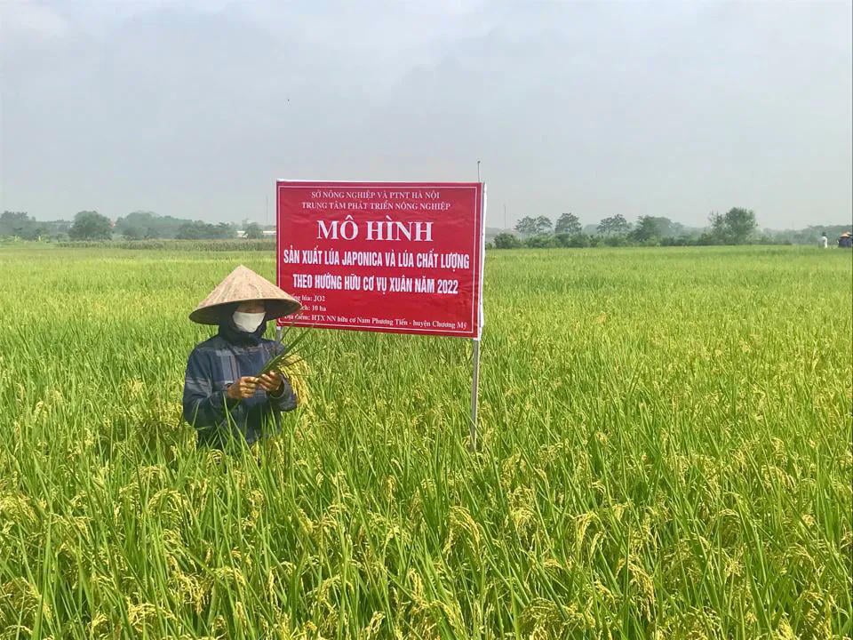 Het biologische rijstproductiemodel in de gemeente Nam Phuong Tien (district Chuong My) is economisch zeer efficiënt.