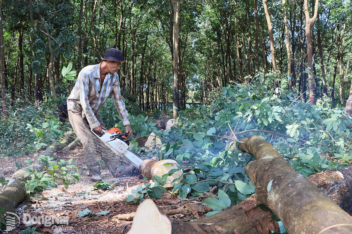 Tạo đồng thuận trong nhân dân, thúc đẩy giải phóng mặt bằng Dự án cao tốc Gia Nghĩa - Chơn Thành