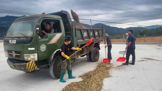 Cà phê Việt Bắc nâng công suất thu mua, chủ động môi trường
