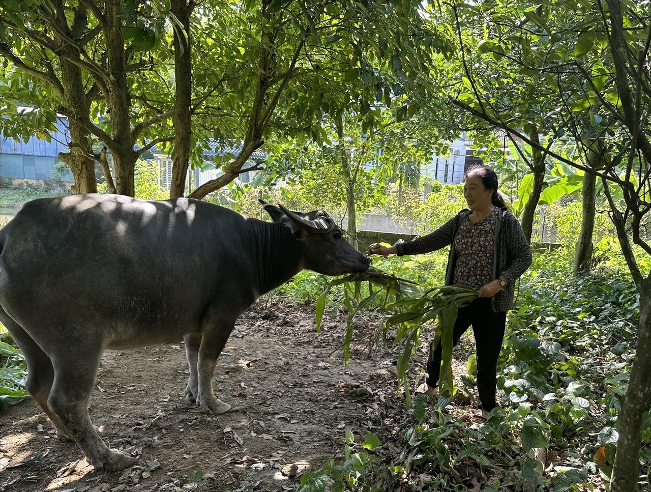 Ondersteuning voor arme huishoudens om fokbuffels te fokken uit het Nationale Doelprogramma voor Duurzame Armoedebestrijding