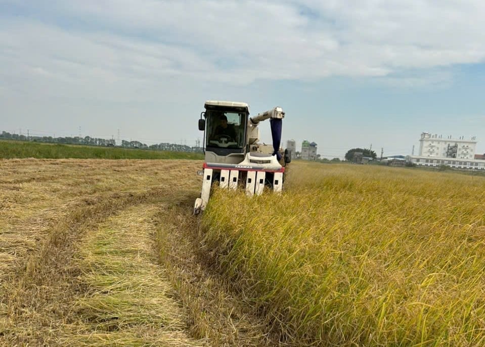 Thời gian tới, HTX Nam Thành sẽ tiếp tục mở rộng vùng sản xuất tập trung, triển khai thêm UAV, tăng dùng phân hữu cơ và mở rộng hợp tác với doanh nghiệp. Ảnh: Lan Chi.