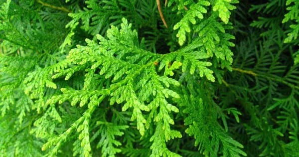 7 bài thuốc ngăn ngừa rụng tóc từ lá trắc bách diệp