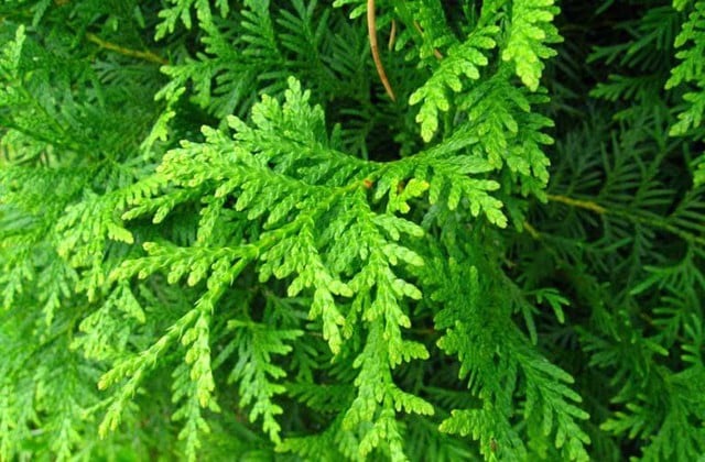 7 remedier for å forhindre hårtap fra thujablader - Bilde 1. 7 bài thuốc ngăn ngừa rụng tóc từ lá trắc bách diệp- Ảnh 1.