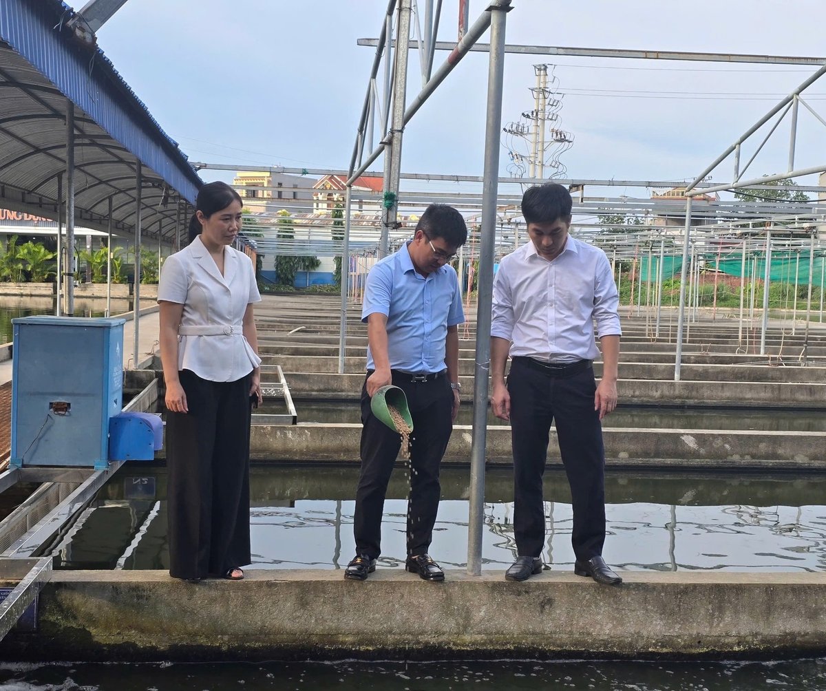 Khu vực nuôi cá rô phi phép kín, công nghệ cao của HTX Xuyên Việt. Ảnh: Đinh Mười.